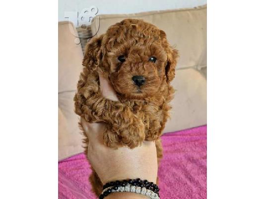 Υπέροχα κουτάβια Poodle Toy